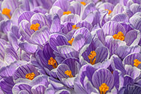 SG_Z8_20240312_027_edit_VERO